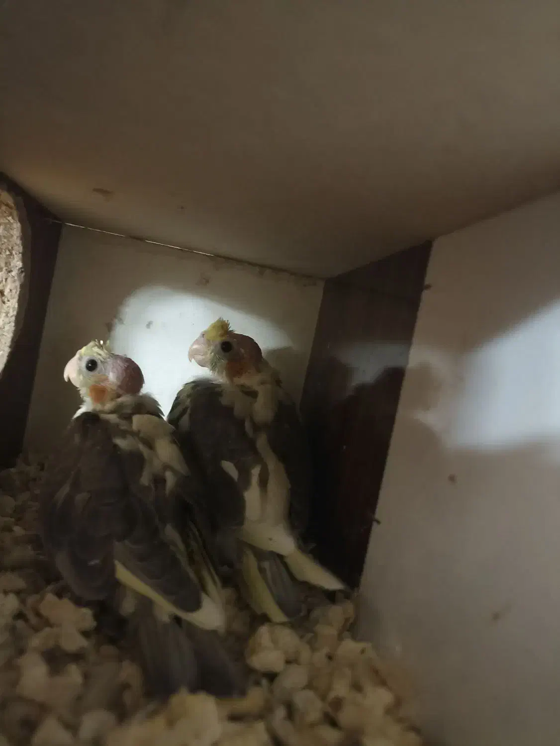 جوجه عروس هلندی|پرنده|تربت جام, خیرآباد|دیوار