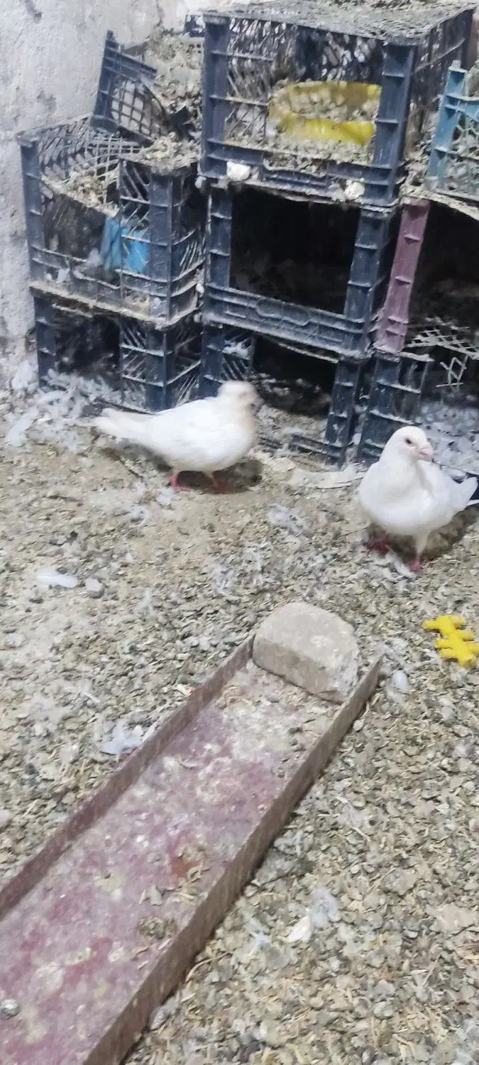 کبوتر در پرنده ها|پرنده|پلدختر, |دیوار