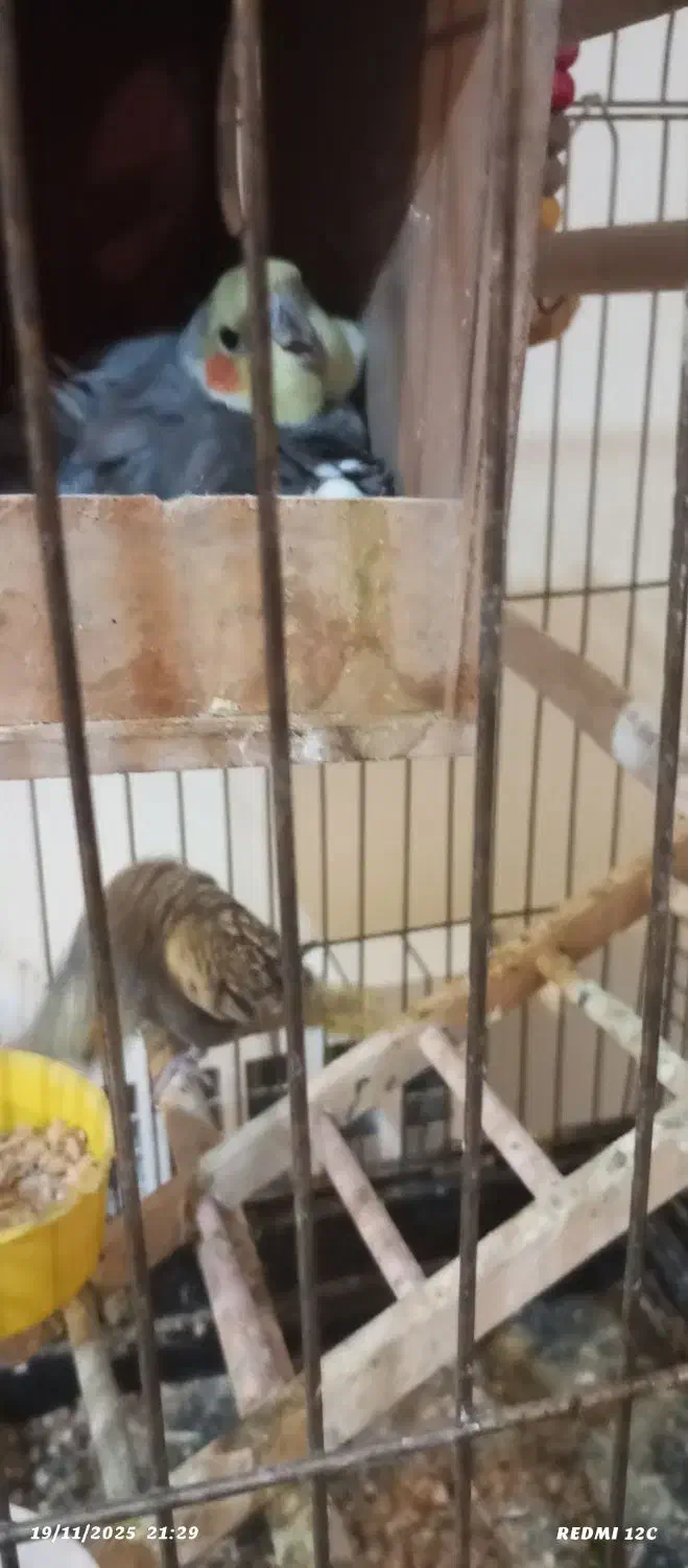 فروشی|پرنده|پردیس, فاز ۲|دیوار