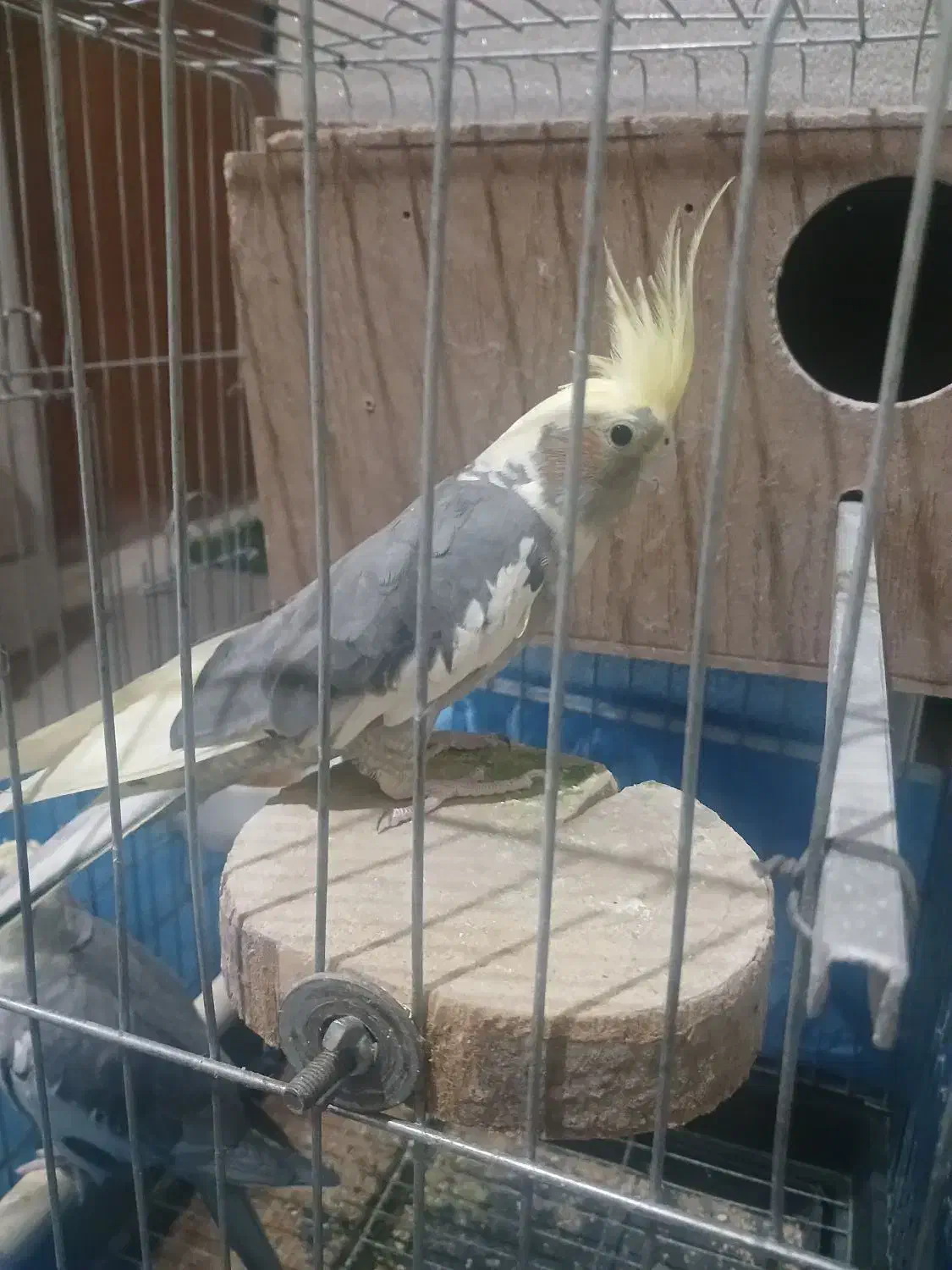 عروس هلندی|پرنده|اشتهارد, |دیوار