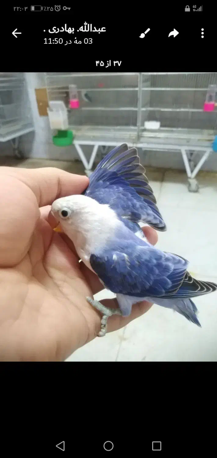 اوپلاین ویولت|پرنده|مشهد, شهید قربانی|دیوار