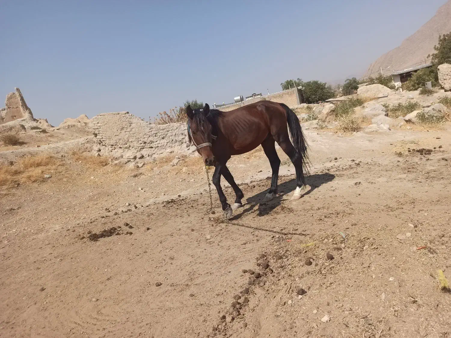 اسب نر نجیب ورام|اسب و تجهیزات اسبسواری|بیضا, |دیوار