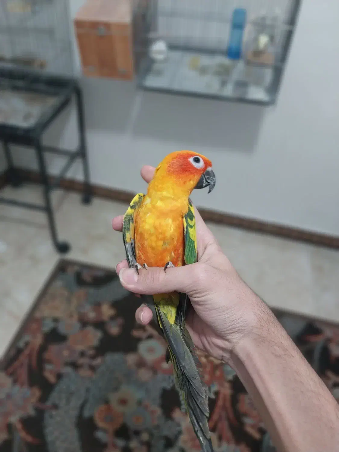 طوطی خورشیدی همراه با قفس|پرنده|شهریار, شهرک امیریه|دیوار