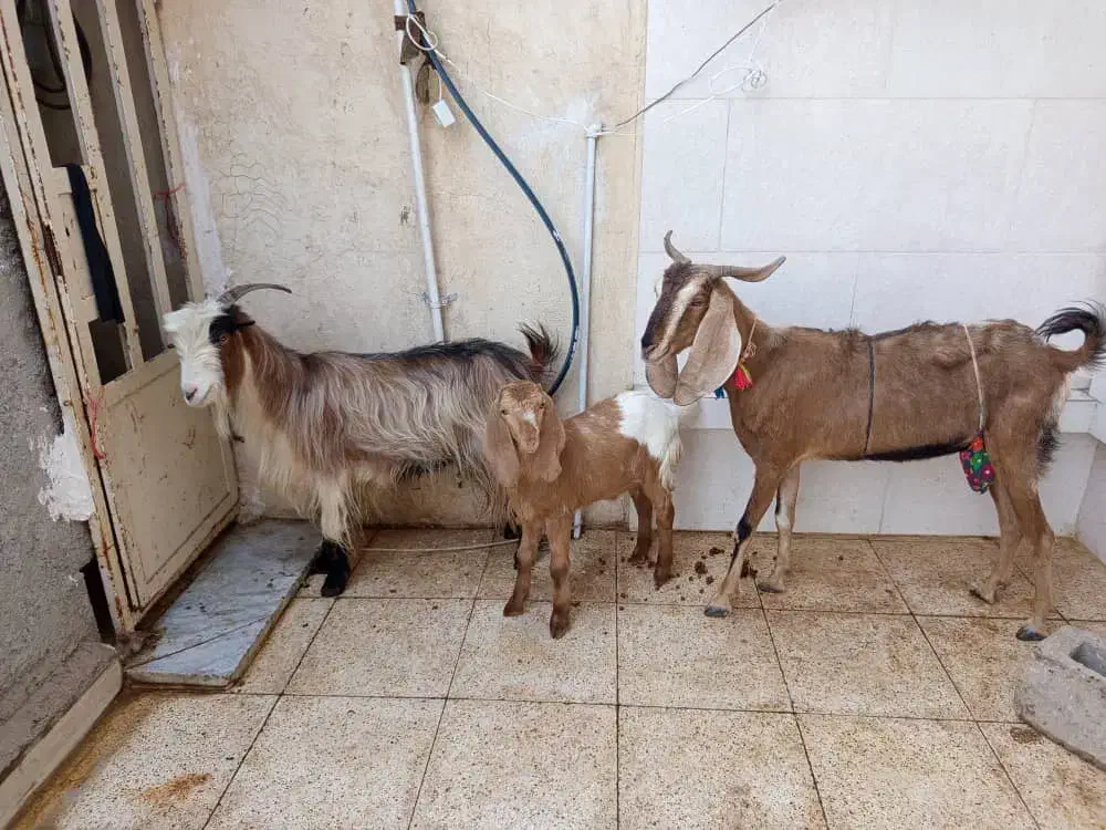 دوتا بزویه بیگ فروش ومعاوضه|حیوانات مزرعه|مسجد سلیمان, |دیوار