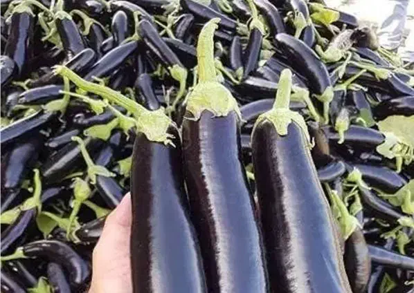 بادمجان ورامین .|خوردنی و آشامیدنی|پاکدشت, پاکدشت (مامازند)|دیوار