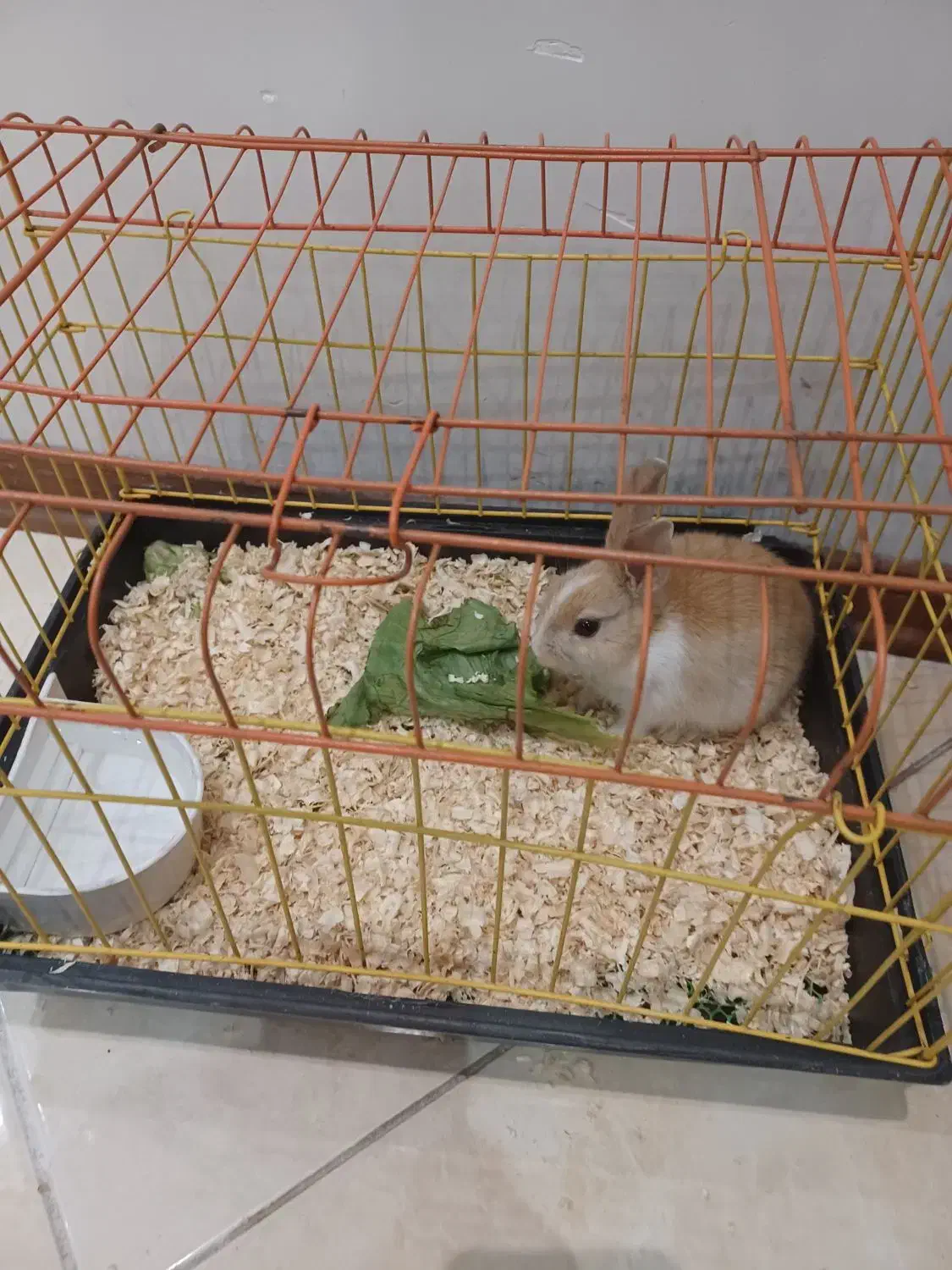 خرگوش کوچک ۲ ماهه|موش و خرگوش|کرج, عظیمیه|دیوار