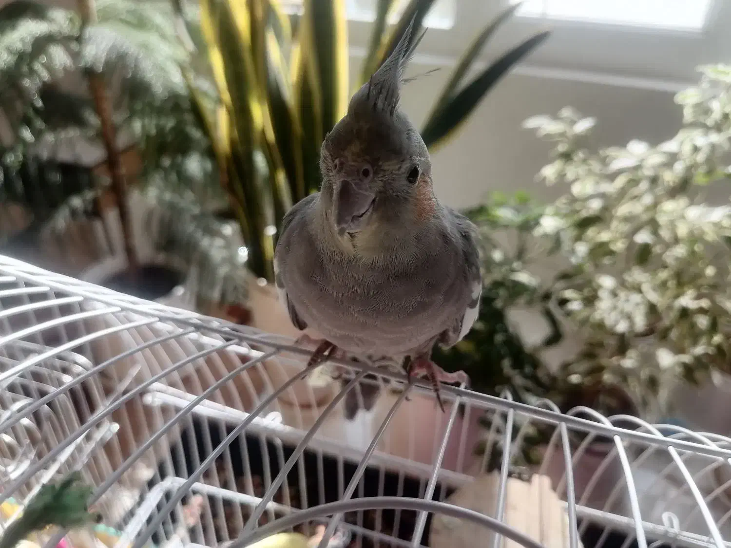 عروس هلندی ماده بسیار زیبا و سرحال آماده جفت|پرنده|صحنه, |دیوار