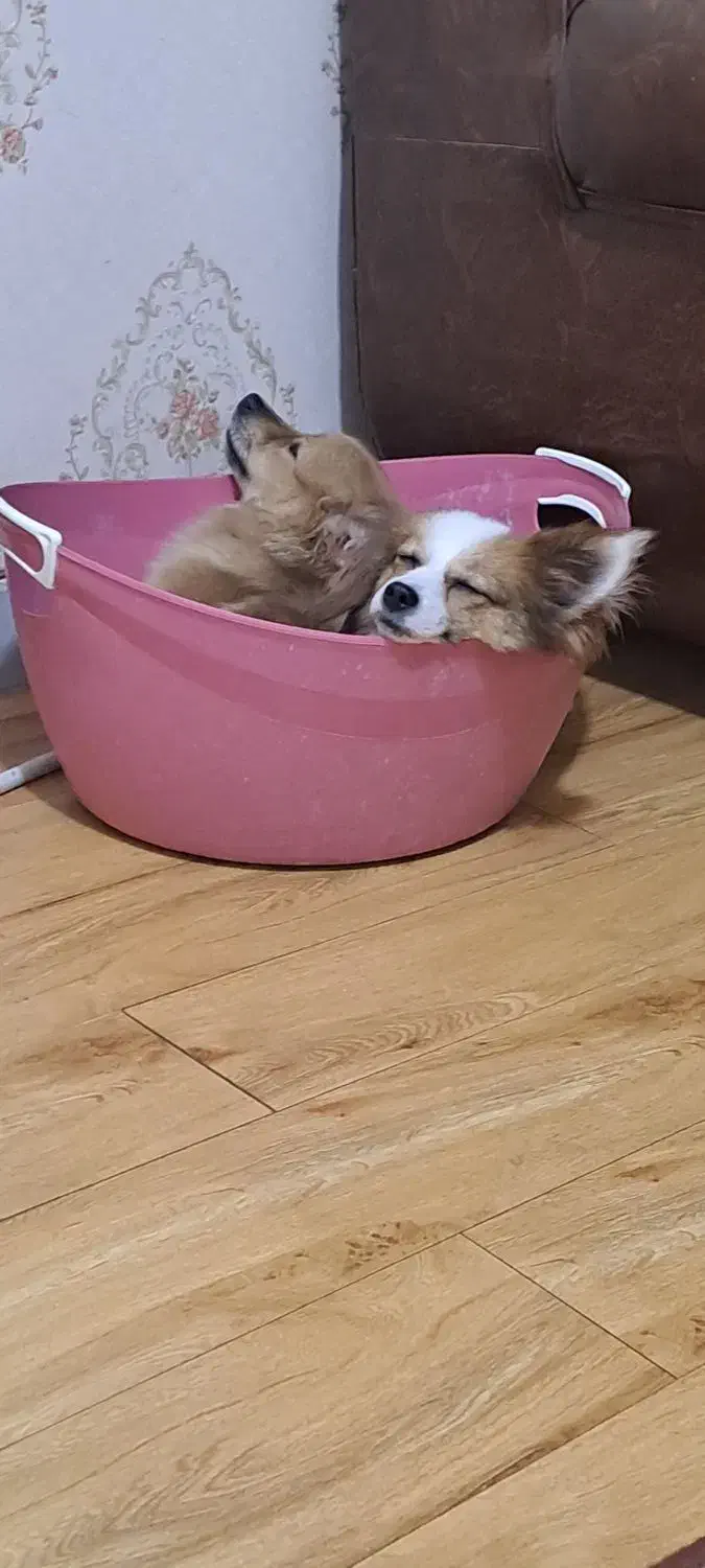 سگ پامر اشپیتز|سگ|اصفهان, ملکشهر|دیوار