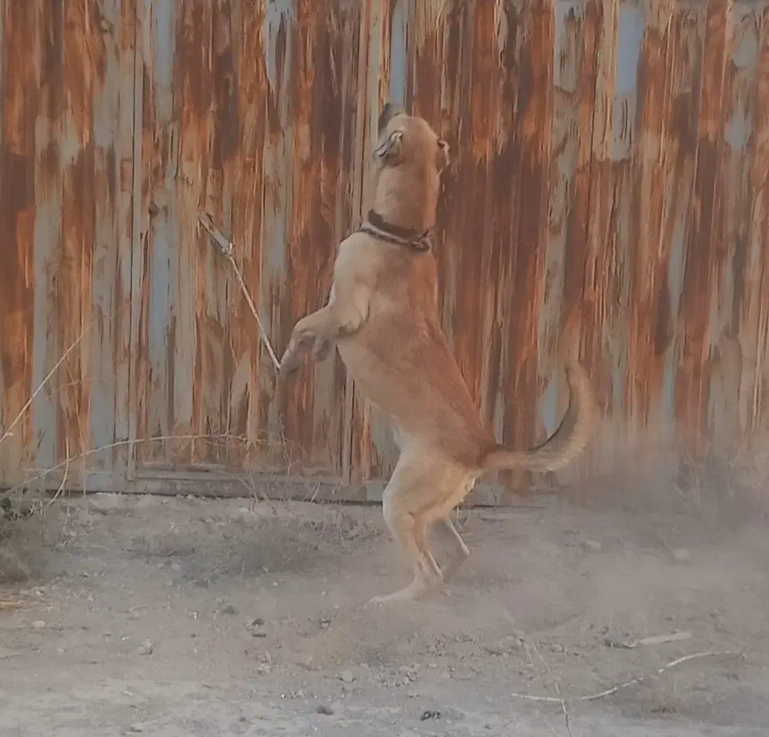 سگ سرابی پژدر سراب آلابای افغان|سگ|رباط‌کریم, نصیرشهر|دیوار