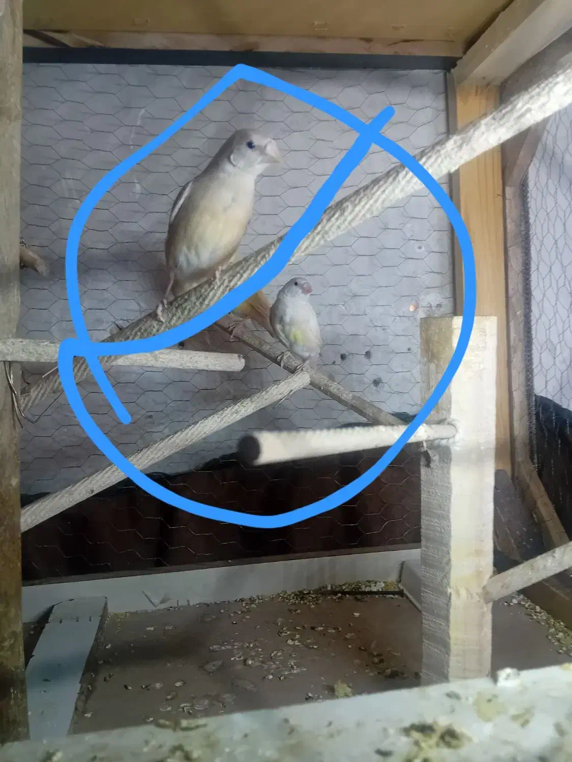 فنچ  گلدین|پرنده|تهران, شمیران‌نو|دیوار