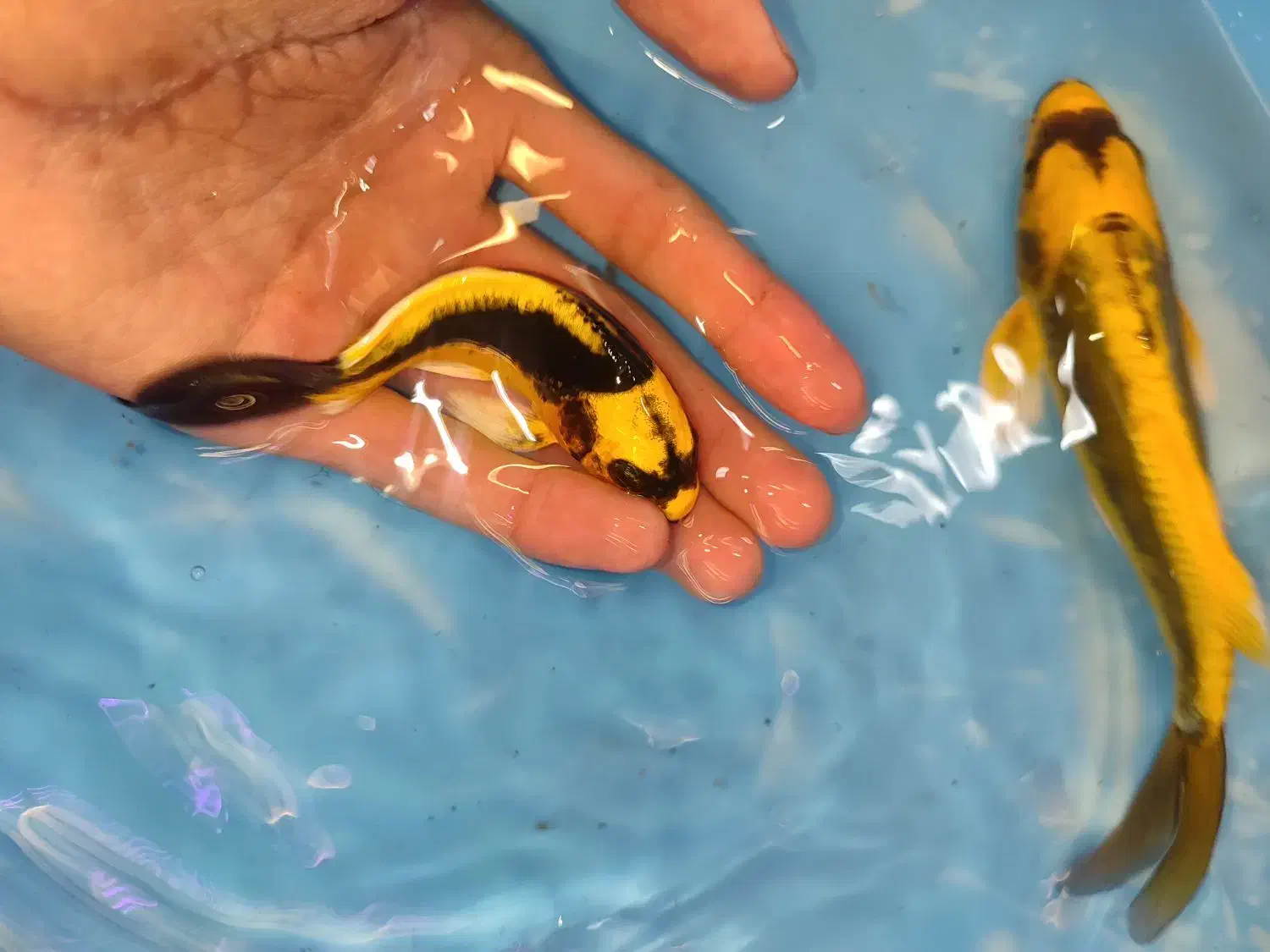 مایان کوی باله شیری|ماهی|مشهد, انقلاب|دیوار