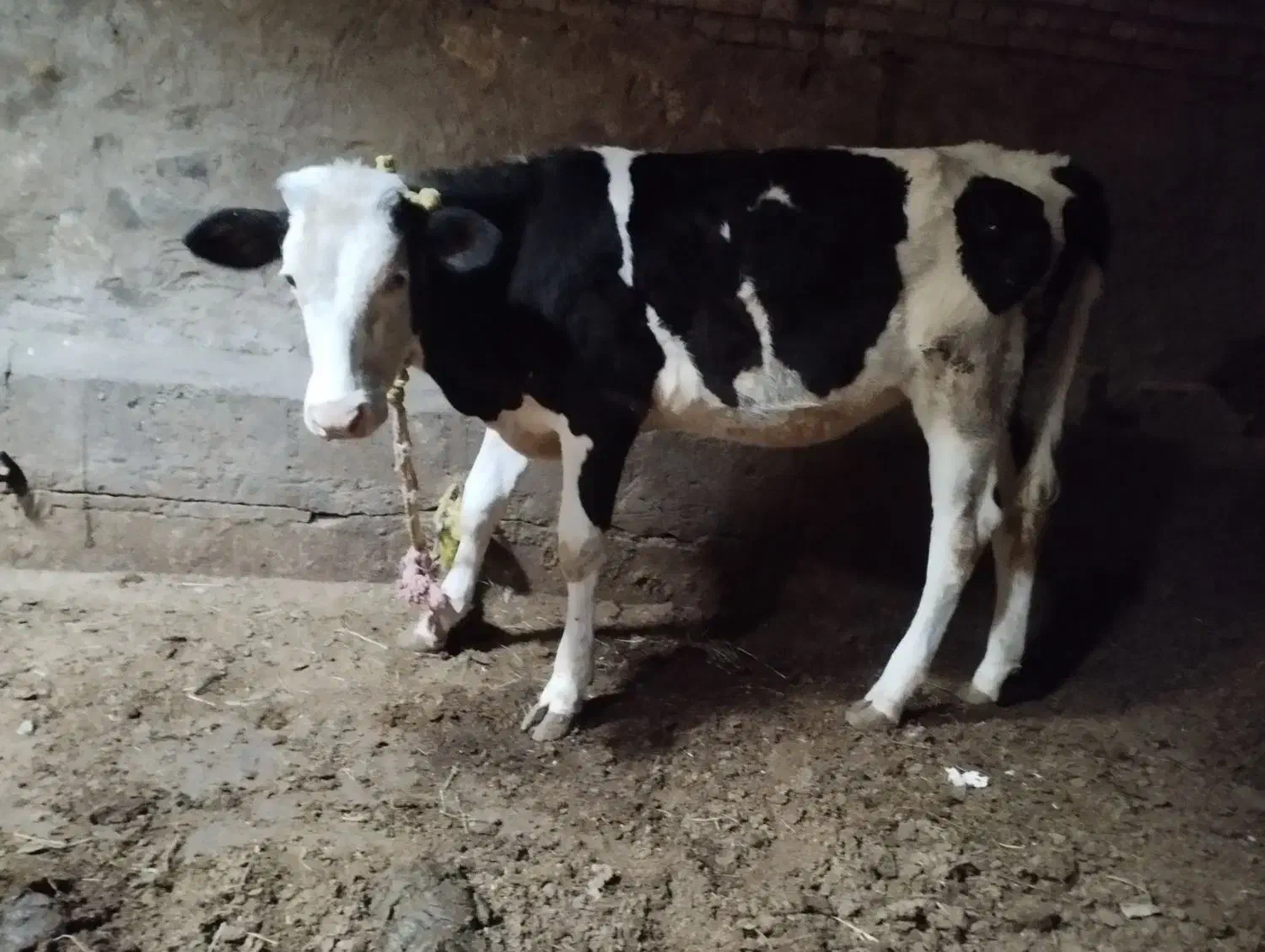 گوساله ماده سیمنتال خوش خوراک|حیوانات مزرعه|میاندوآب, |دیوار