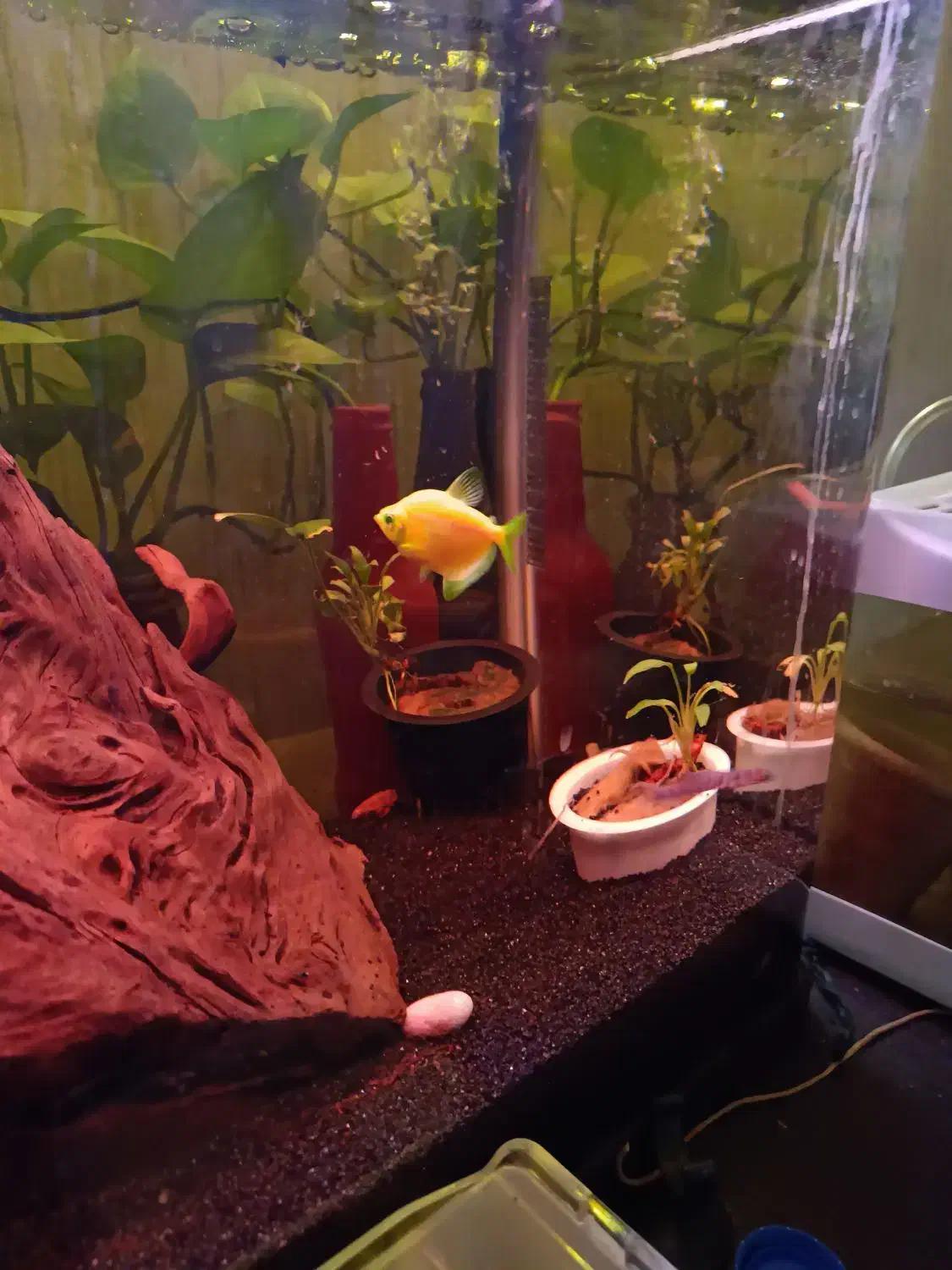 آکواریوم با وسایل|ماهی|اصفهان, بهارستان|دیوار