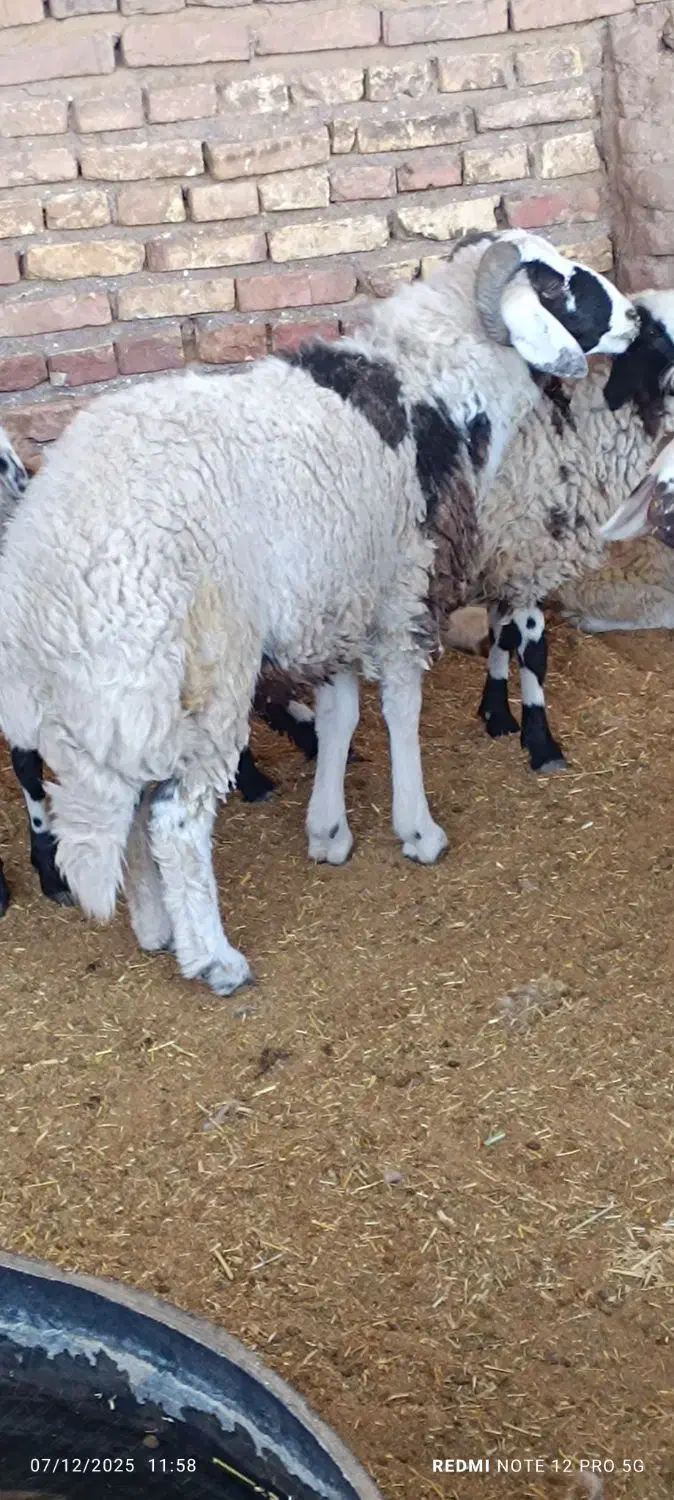 بره نر|حیوانات مزرعه|رفسنجان, |دیوار