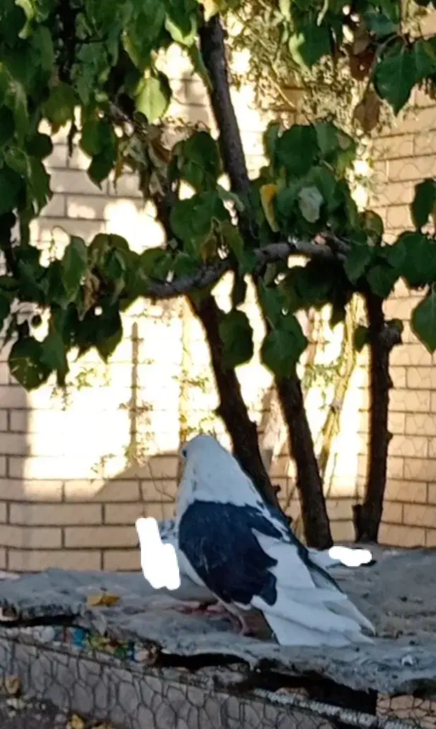 کبوتر نر پشدار|پرنده|بافت, |دیوار