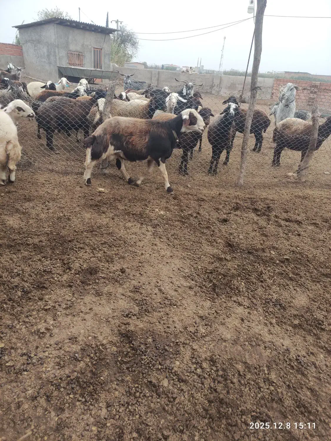 قوچ شیشک و بره قوچ بروجردی|حیوانات مزرعه|فاضل آباد, |دیوار