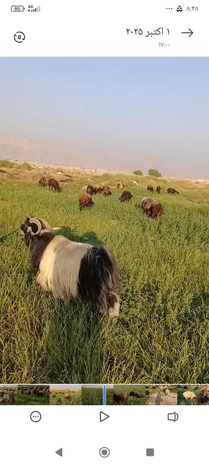 پازن گمشده|حیوانات مزرعه|بهبهان, |دیوار