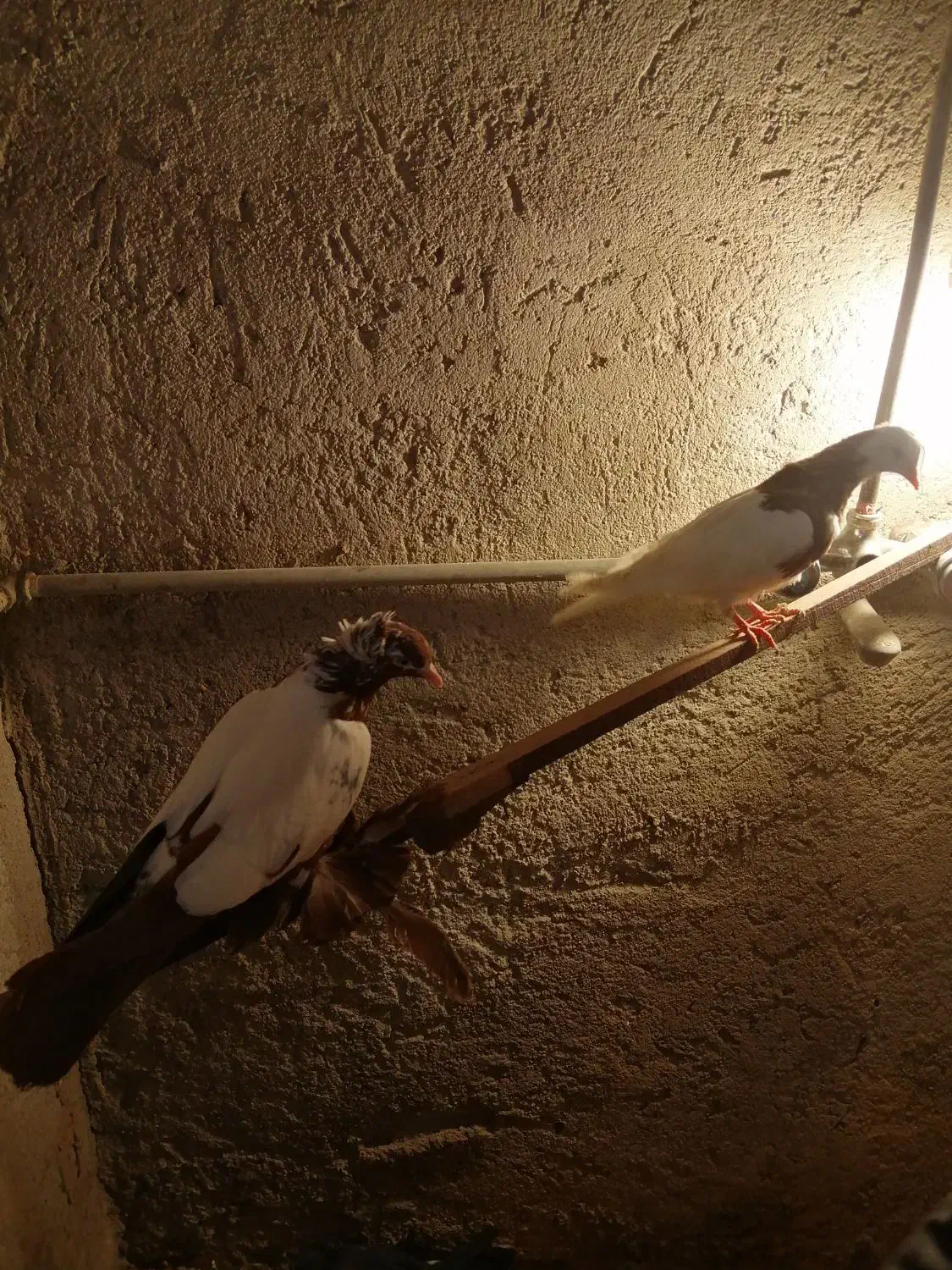 کبوتر|پرنده|تبریز, |دیوار