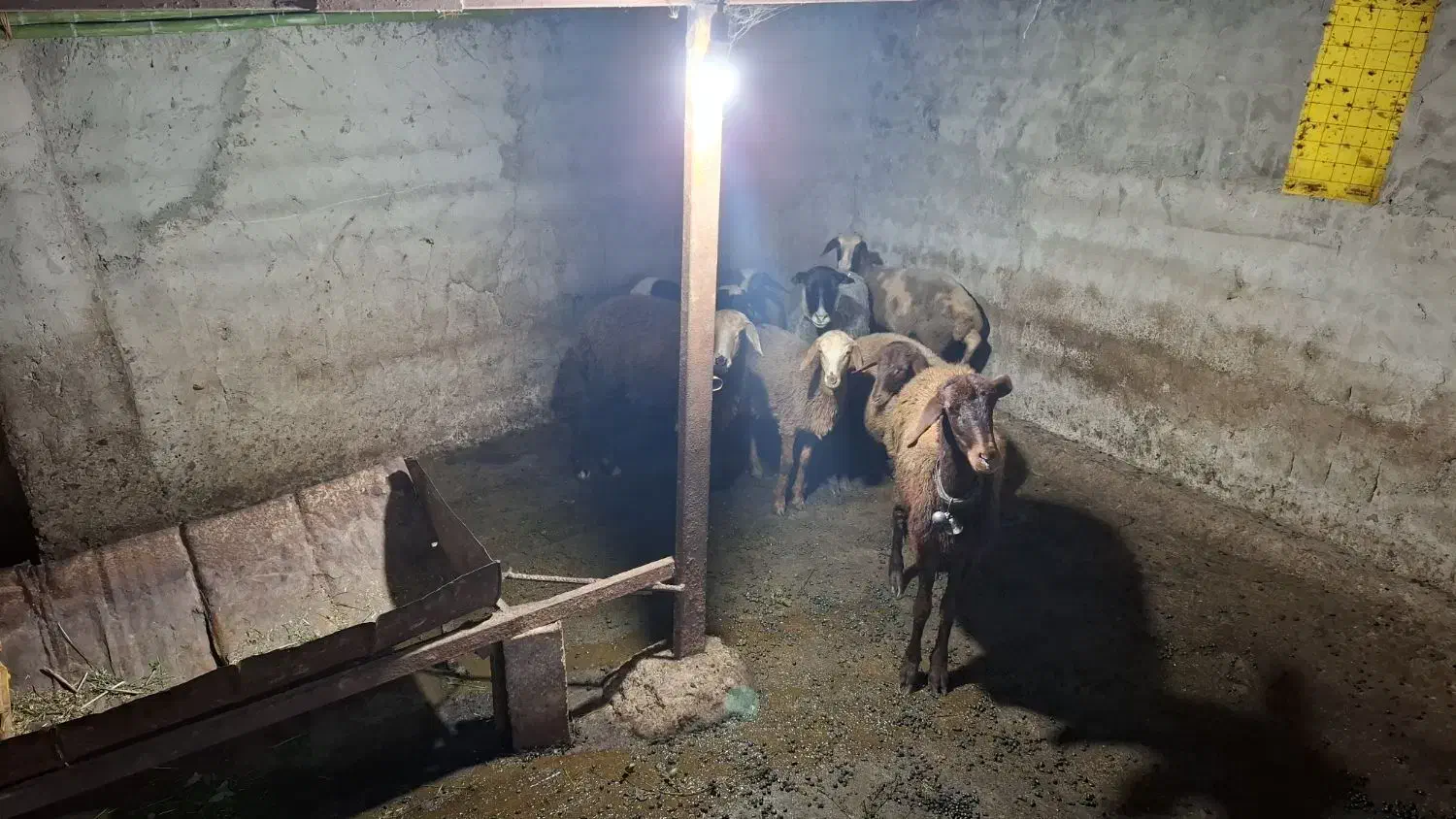 فروش گوسفند داشتی|حیوانات مزرعه|پایین هولار, |دیوار