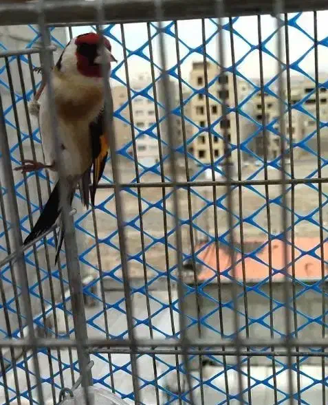 سهره|پرنده|محمدشهر, شهرک پیام (مهرالبرز)|دیوار