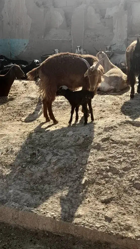 بز وبره|حیوانات مزرعه|اندیمشک, |دیوار