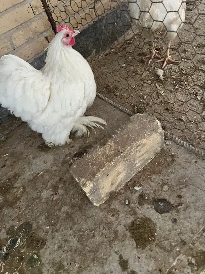 مرغ کوشین|حیوانات مزرعه|یزد, |دیوار