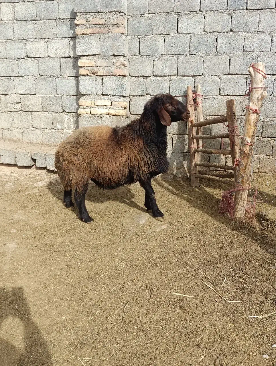 قوچ میش بره|حیوانات مزرعه|داران, |دیوار