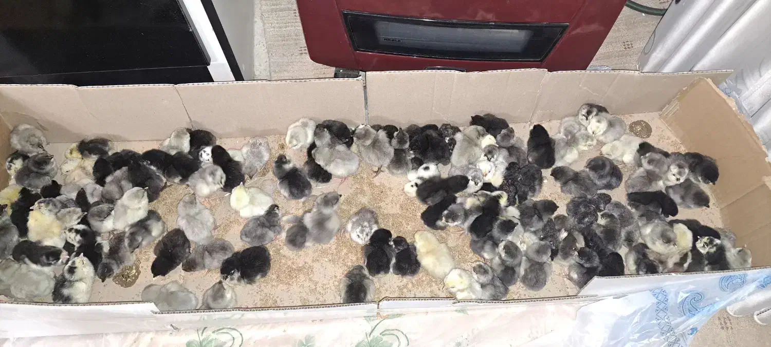 جوجه طوسی متولد سوزنی گلین مرغ لری جوجه|حیوانات مزرعه|اصفهان, شهید رجایی|دیوار