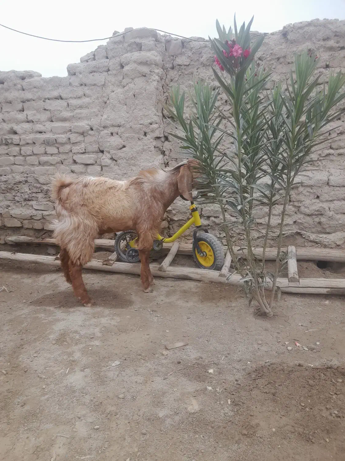 بز نر|حیوانات مزرعه|هامون, |دیوار