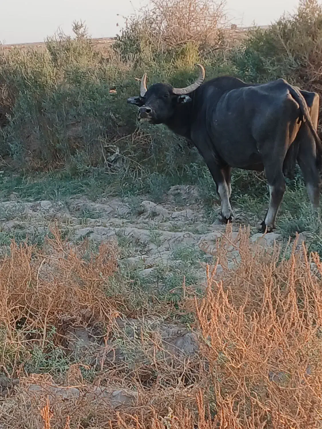 حمیدیه روستای ملیحه|حیوانات مزرعه|حمیدیه, |دیوار