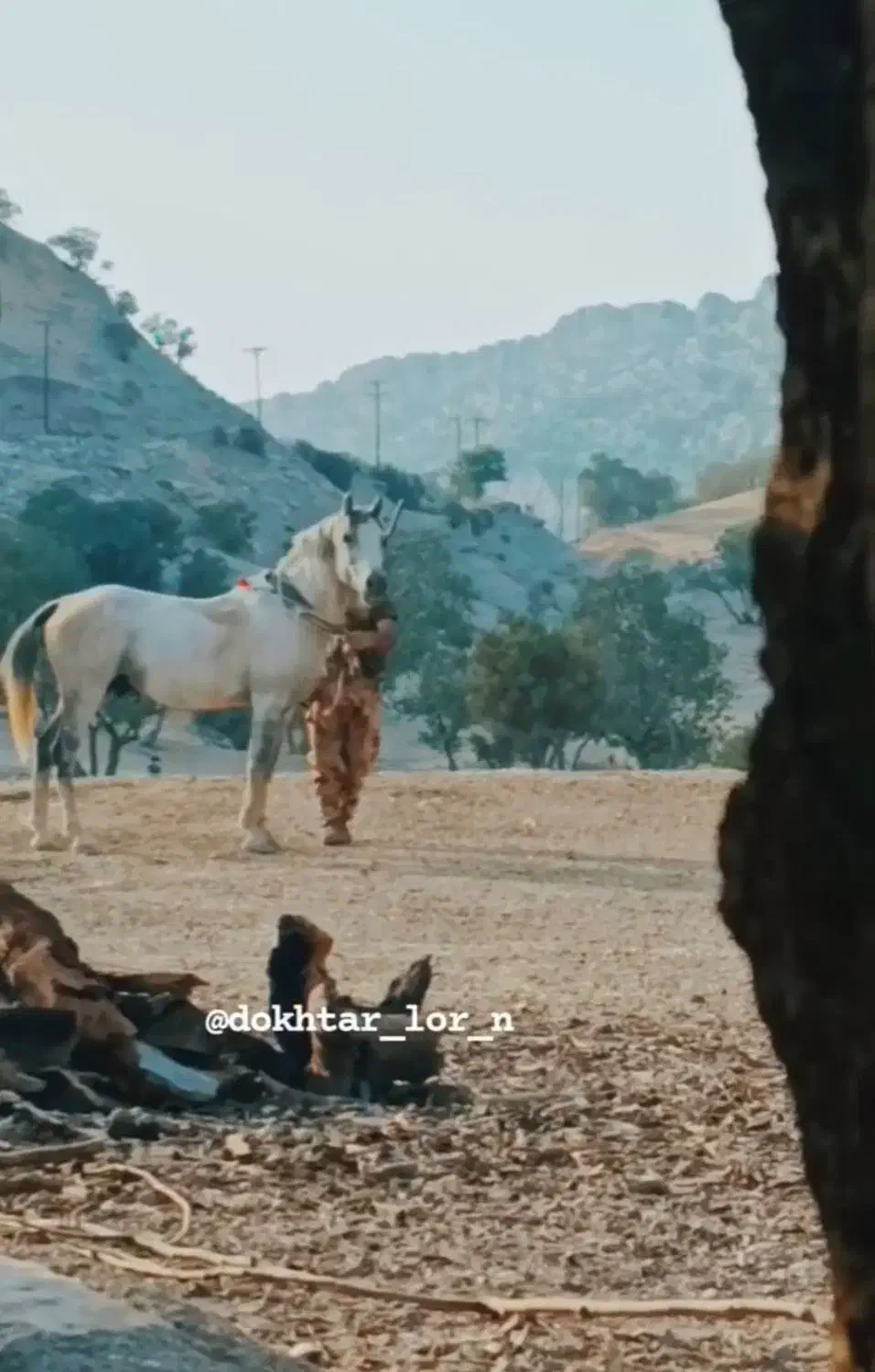 اسب نریون|اسب و تجهیزات اسبسواری|بوستان, |دیوار