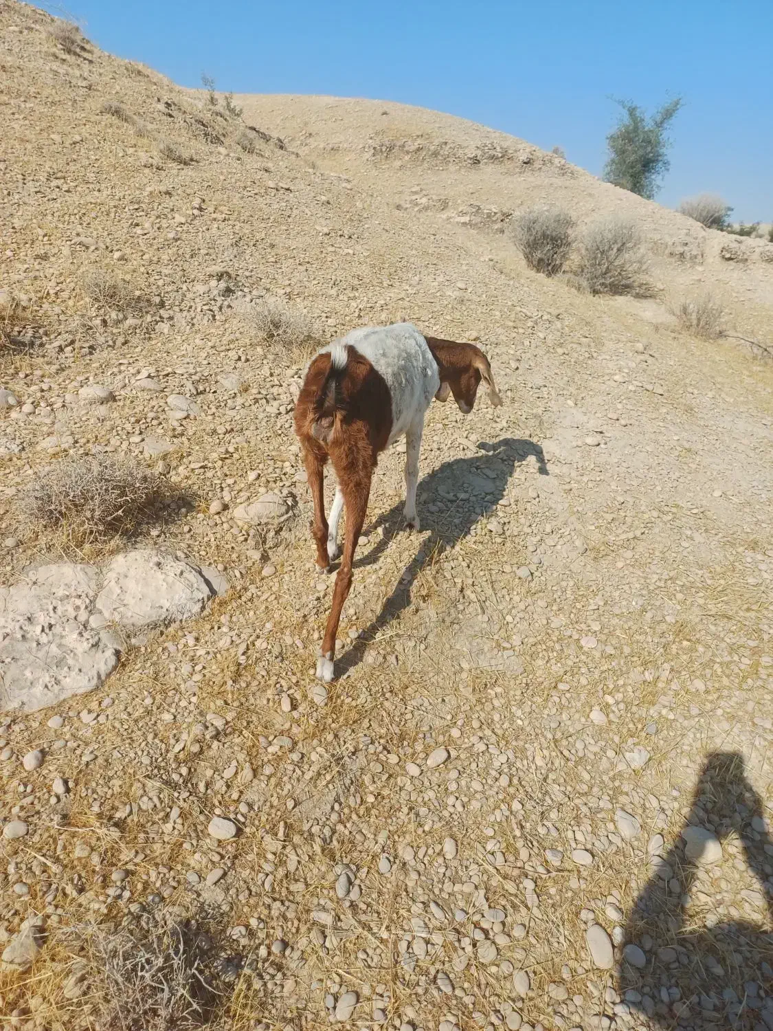 بز یا کهره|حیوانات مزرعه|خورموج, |دیوار