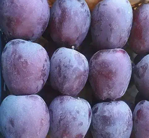 فروش نهال سیب میراکل|خدمات باغبانی و درختکاری|مراغه, |دیوار