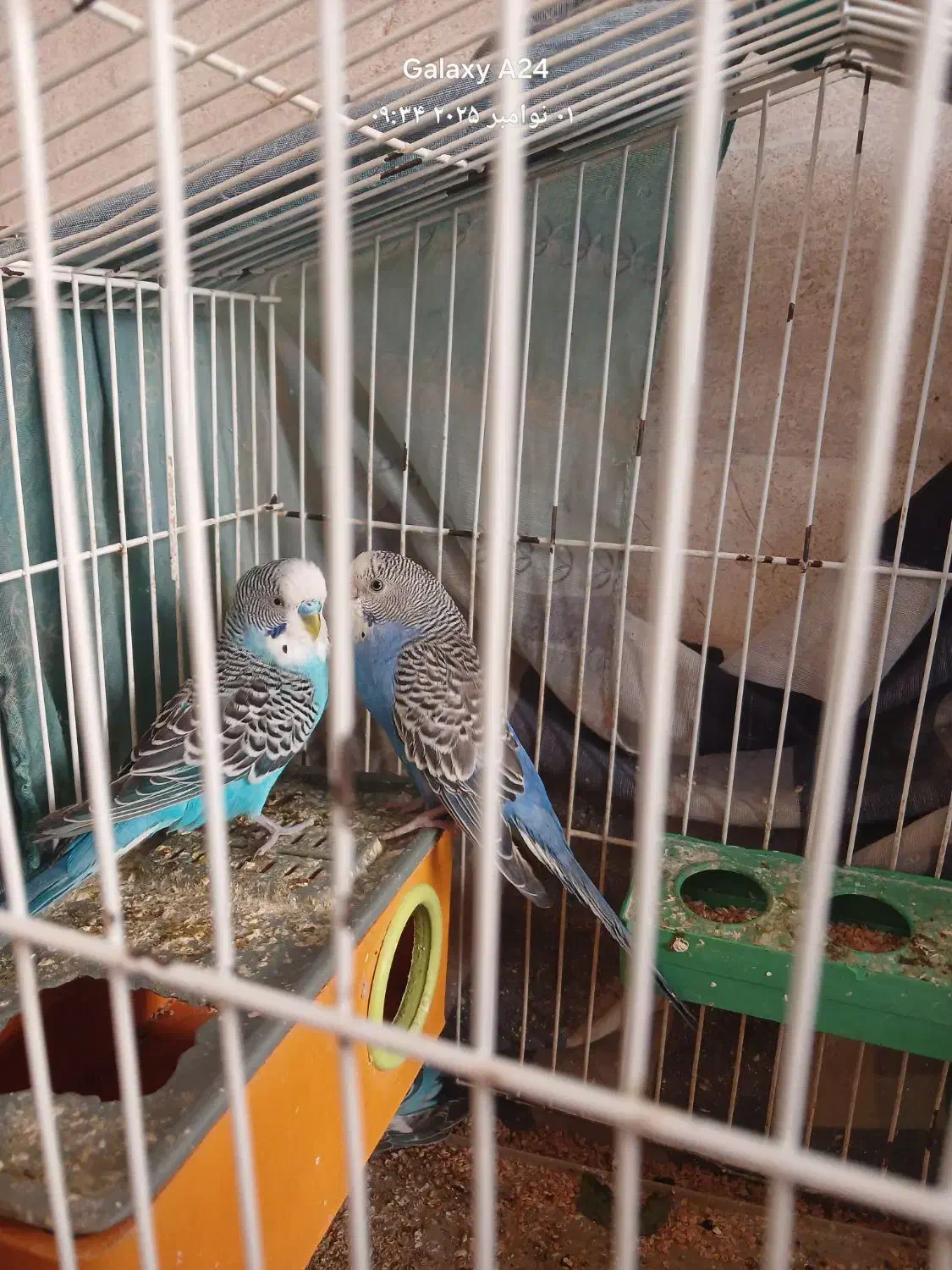 مرغ عشق|پرنده|مشگین شهر, |دیوار