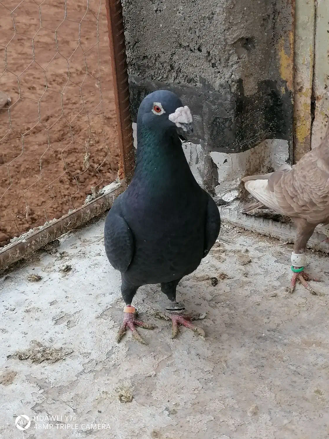 کفترقزوینی|پرنده|قیدار, |دیوار