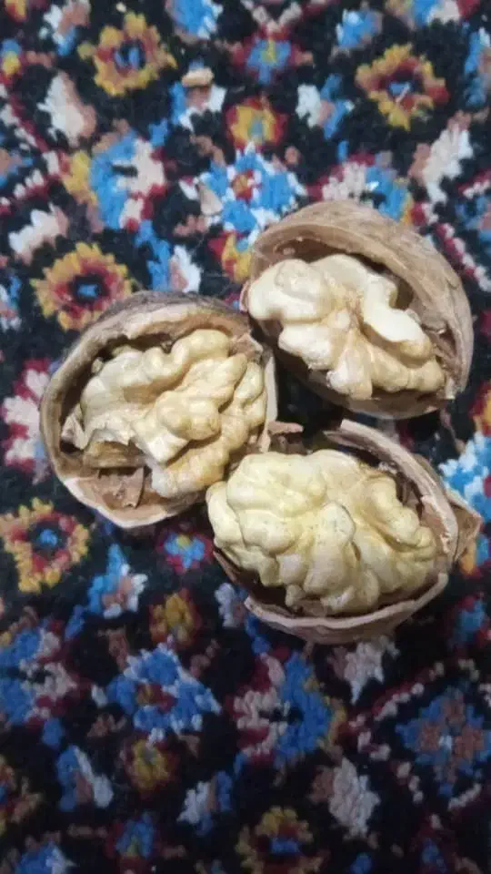 گردو درجه یک بوانات|خوردنی و آشامیدنی|شیراز, رحمت‌آباد|دیوار