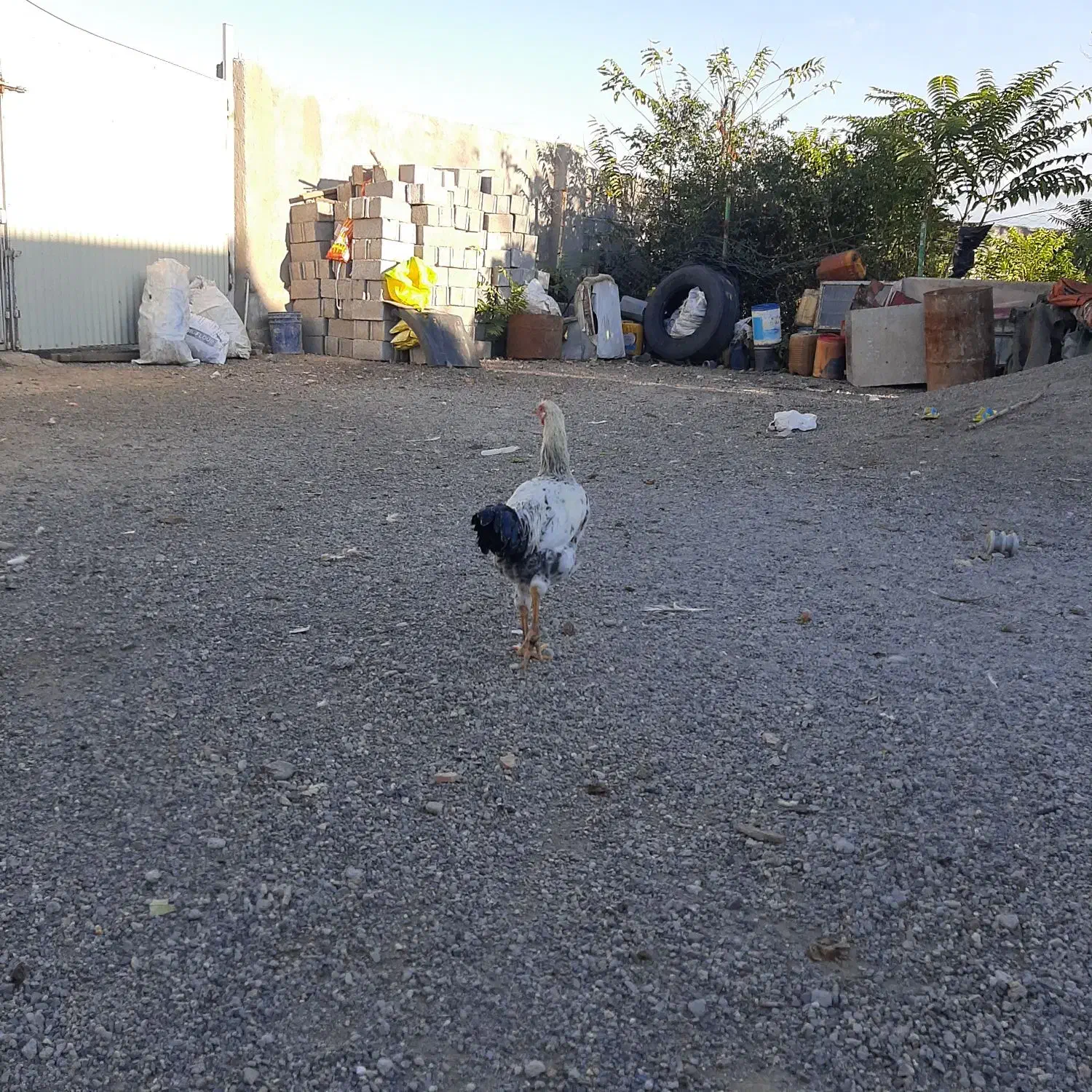 خروس لاری و غاز محلی|حیوانات مزرعه|بیله سوار, |دیوار