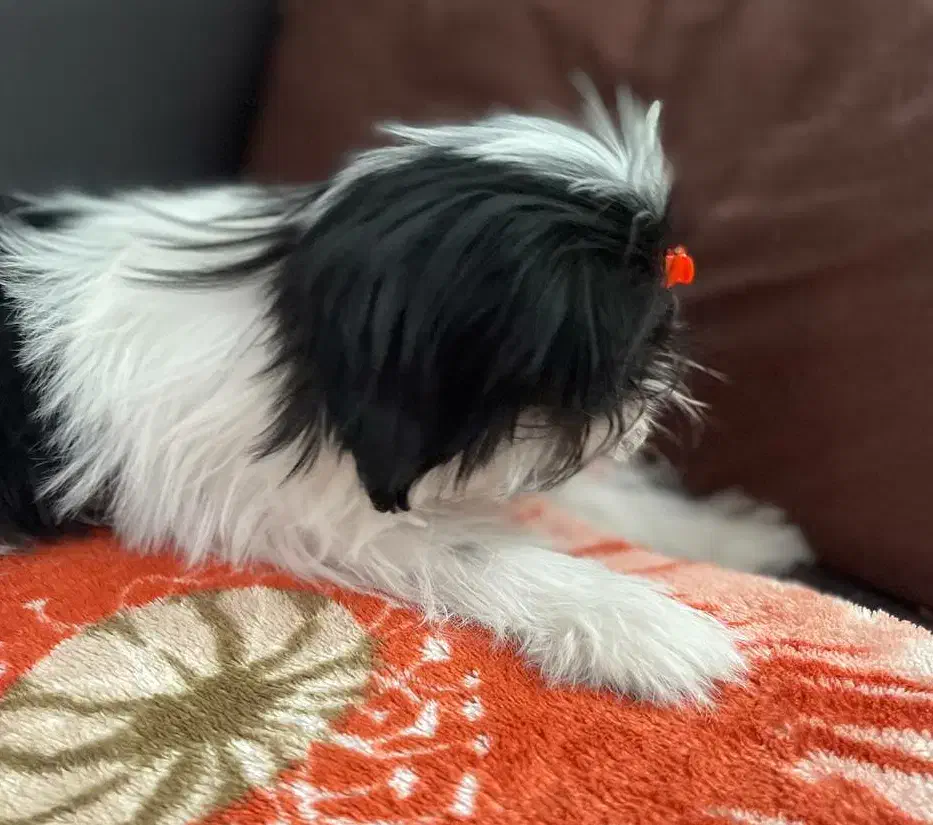 سگ شیتزو فلت|سگ|شیراز, نیایش|دیوار