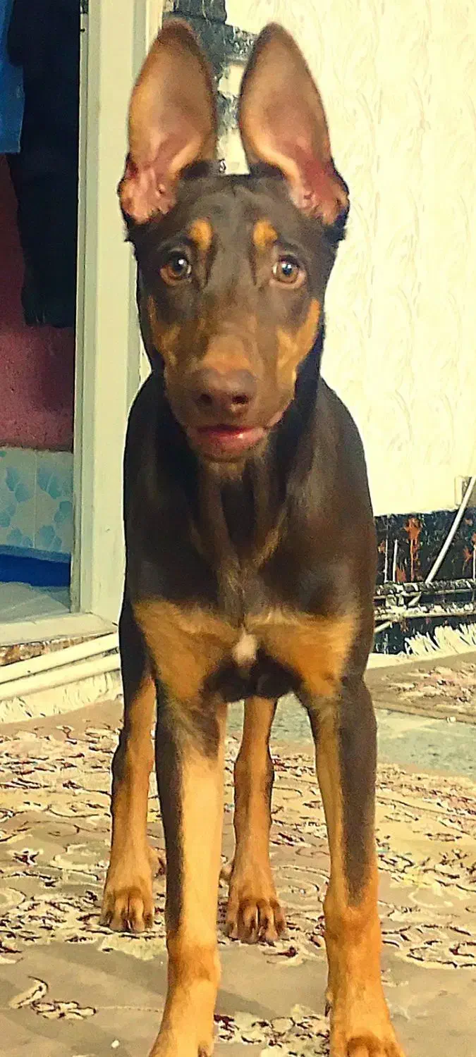 دوبرمن خالص بلوطی واکسی پدرمادر اصیل شاه توله|سگ|بروجرد, |دیوار