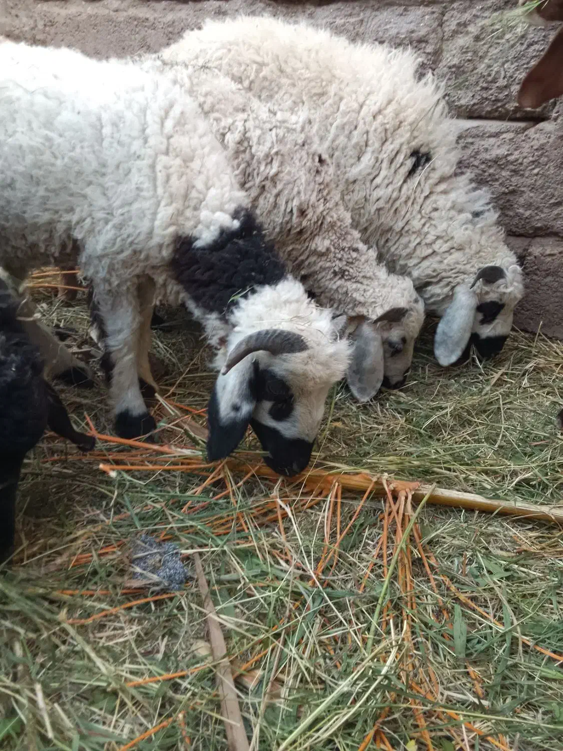 سه تابره نر|حیوانات مزرعه|بم, |دیوار