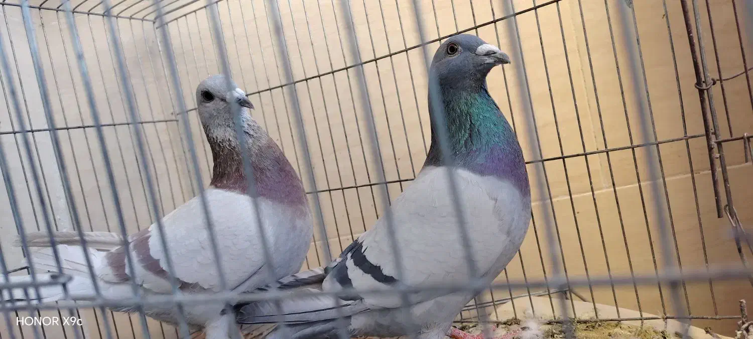 پلاکی|پرنده|فولادشهر, مسکن مهر فولادشهر|دیوار