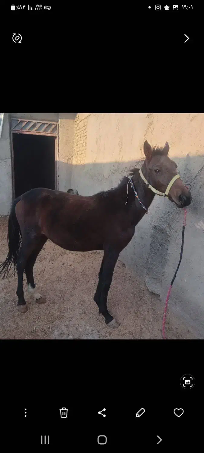 کره مادیون|اسب و تجهیزات اسبسواری|سبزوار, کوی گلستان|دیوار