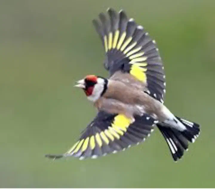 سهره کردستان تازه گیر دون ابخور شده|پرنده|بیجار, |دیوار