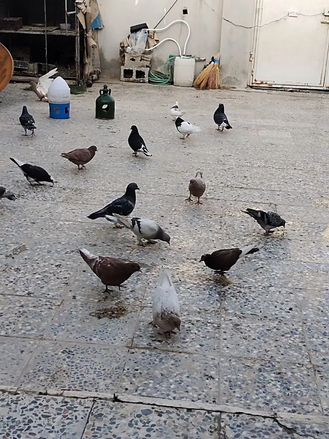 کبوتر|پرنده|بندر کنگان, |دیوار