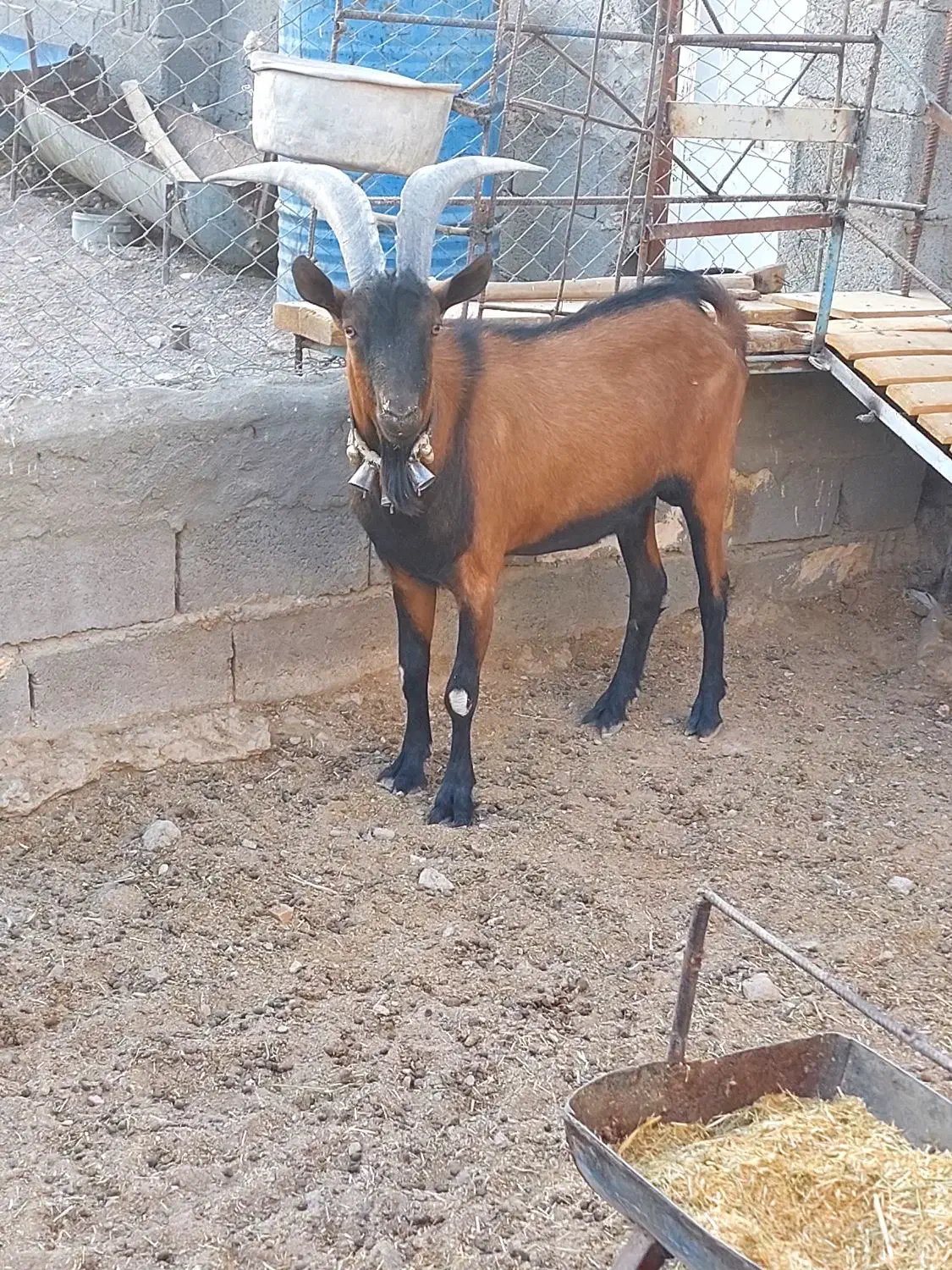 چپش الپاین|حیوانات مزرعه|شهر بابک, |دیوار