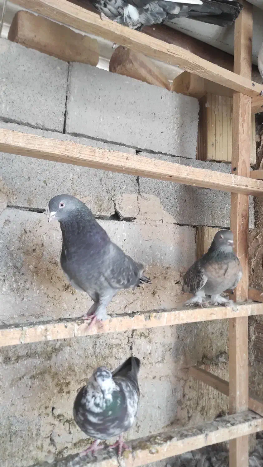 کبوتر ترکیه|پرنده|نوشین شهر, |دیوار