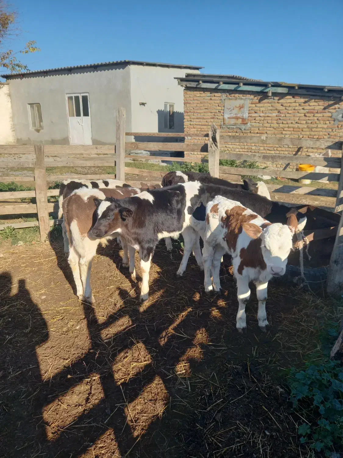 فروش ۶ راس گوساله شیرخوار نر|حیوانات مزرعه|گمیشان, |دیوار