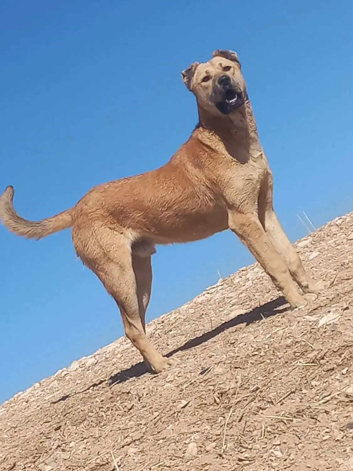 سَگ|سگ|زنجان, |دیوار