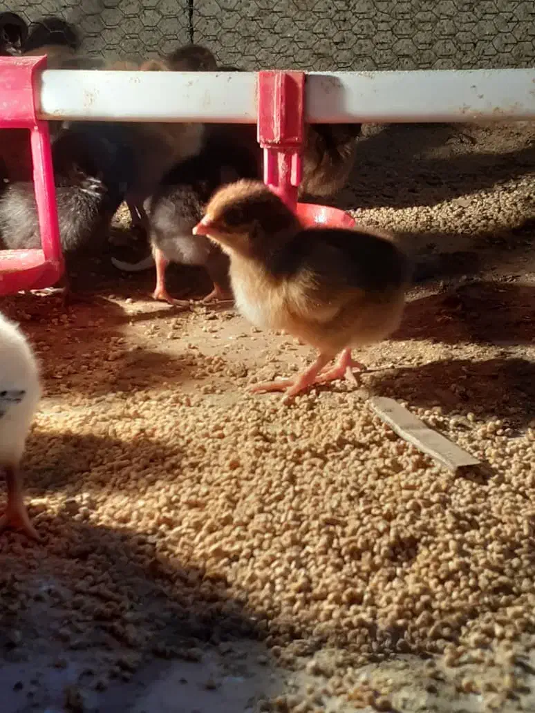 جوجه مرغ گلپایگان ۳ روز|حیوانات مزرعه|قائم‌شهر, |دیوار