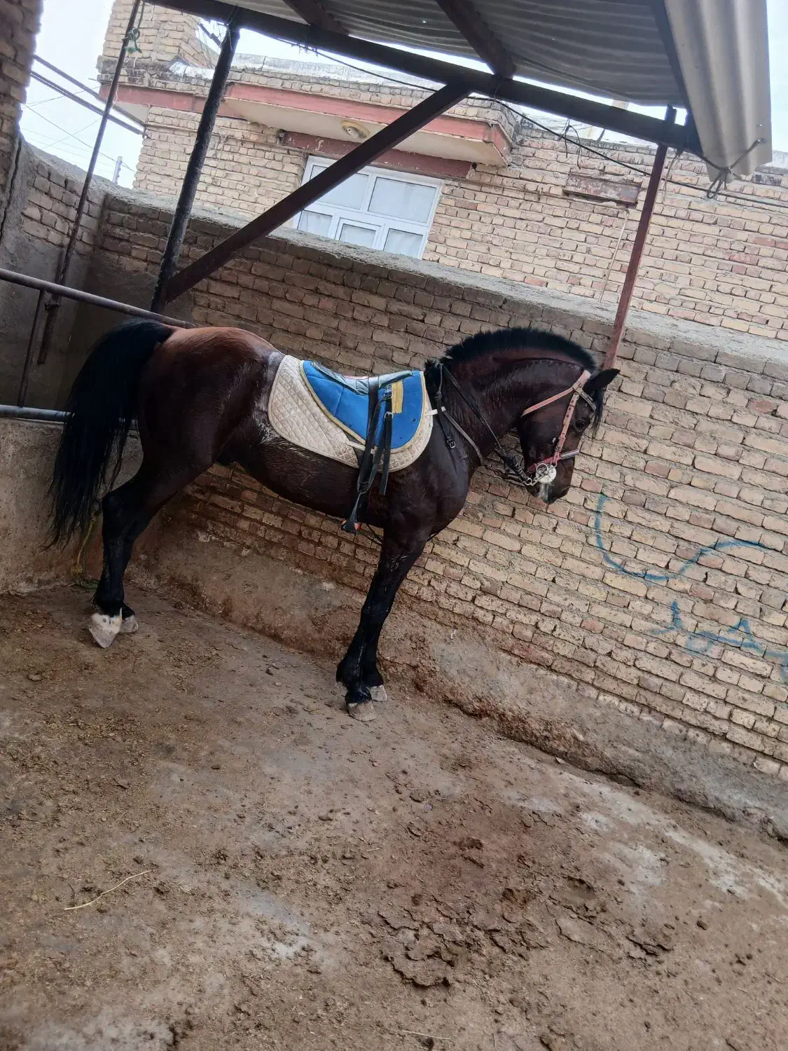 نریان عرب ایرانی|اسب و تجهیزات اسب‌سواری|سلماس, |دیوار